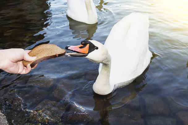 A woman feeds a Swan a large piece of bread, a Swan in the lake. - Foto, imagen
