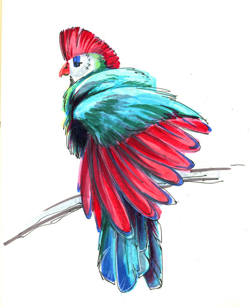 tropische vogel zit op een tak - Foto, afbeelding