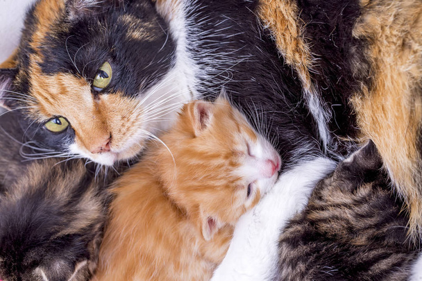 Mamá gato y bebé gatos
 - Foto, imagen