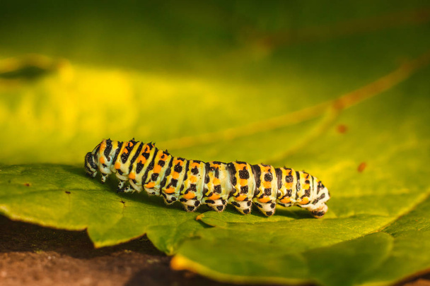 Caterpillar on a green leaf - Photo, Image