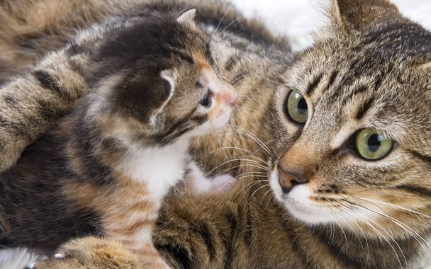 mommy cat with kittens on the pleid - Φωτογραφία, εικόνα
