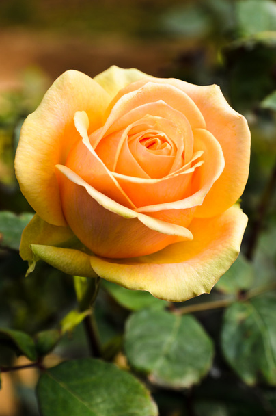 Rózsa a kertben - Fotó, kép