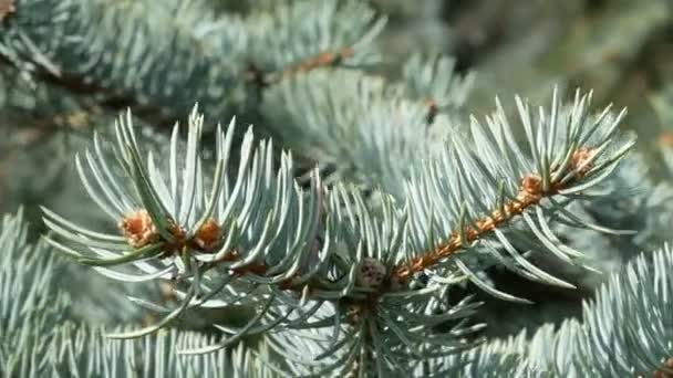 Branch of blue spruce in bright sunlight in springtime, macro panorama - Footage, Video