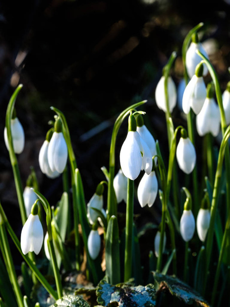 Close up of closed clump of snowdrops (Galanthus nivalis) - Photo, Image
