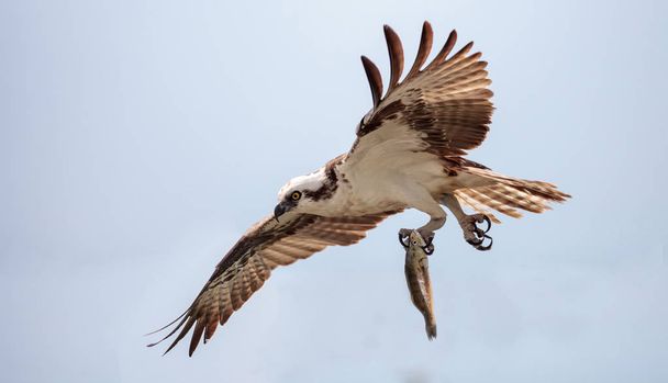 Osprey ragadozó madár Pandion haliaetus röpül át a kék égen w - Fotó, kép