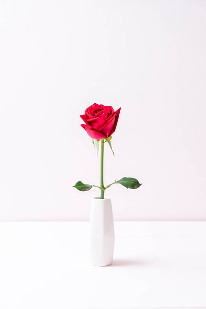 red rose on wood  - 写真・画像