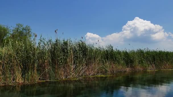 Вид с кристально чистой реки и болот вокруг нее. Снимок сделан в Акяке (залив Гокова, Эгейское море), в спокойный весенний день
. - Кадры, видео