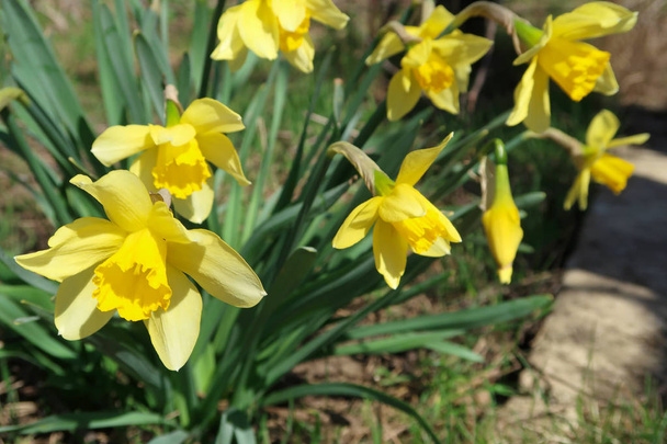 Zblízka žluté kvetoucí narcisy venku - Fotografie, Obrázek