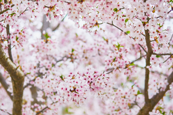 Closeup of pink cherry blossom flowers on a spring day - Foto, immagini