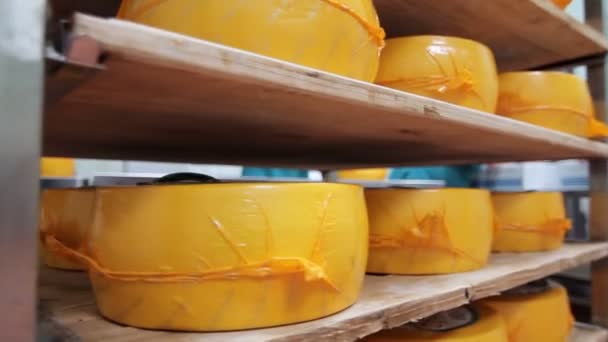 De wielen van de verpakte kaas op de planken in het magazijn van de fabriek. Kaasproductie - Video