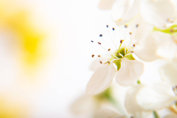 Abstract background for spring summer concept blur white pear bl - Photo, Image
