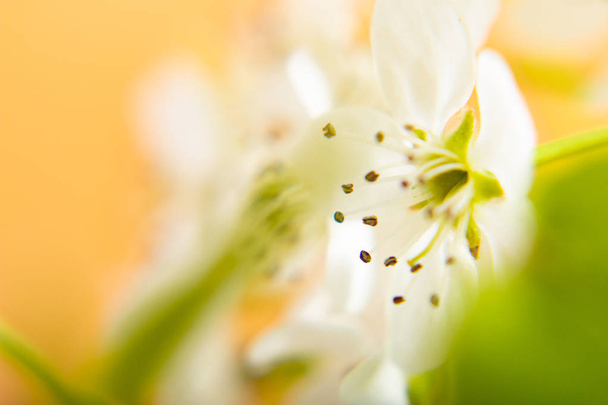 Abstract background for spring summer concept blur white pear bl - Photo, Image