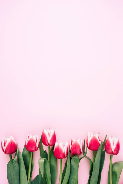 Wiersz z różowe tulipany. - Zdjęcie, obraz
