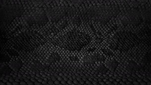 Snake skin background. Close up. 4k  high quality footage. - Footage, Video