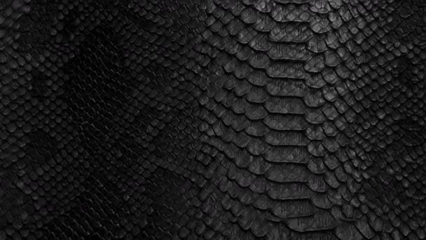 Snake skin background. Close up. 4k  high quality footage. - Footage, Video