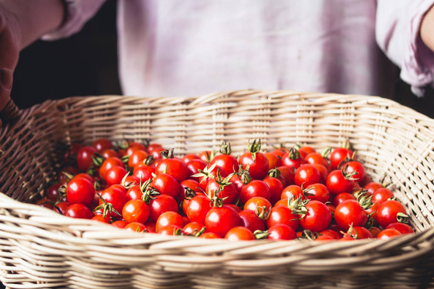 Cereza de tomate en cesta Tomate en mano Asia Meridional
  - Foto, Imagen