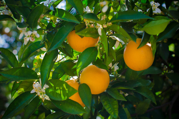 Bahçede portakal hasadı - Fotoğraf, Görsel