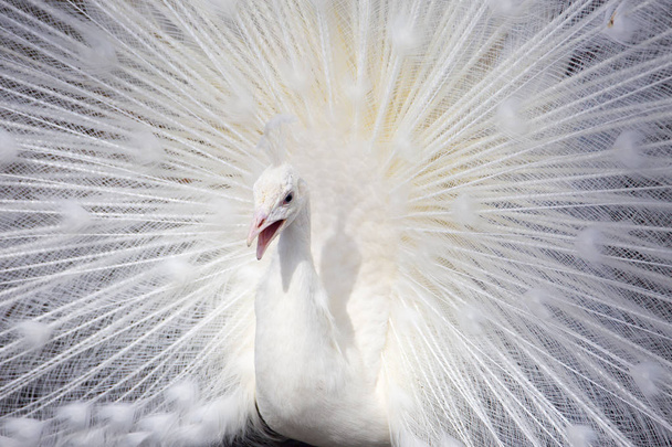 The white peacock. Peacock is one of the most beautiful forest birds. Due to its exquisite appearance, peacock since ancient times contain at home.White peacock is distinguished by its plumage. - Fotografie, Obrázek
