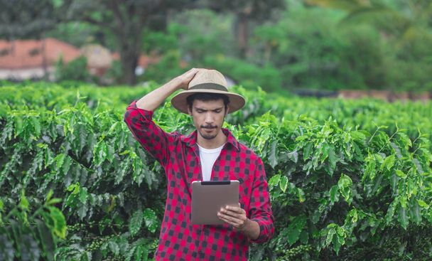 Farmer concerned using digital tablet computer in cultivated coffee plantation - Photo, Image