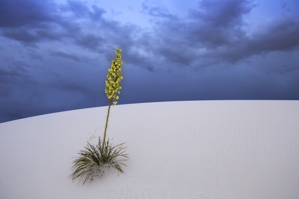Monument national White Sands Nouveau-Mexique, États-Unis
 - Photo, image