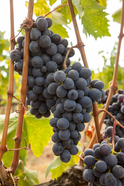 zralé červené hroznové clustery na vinici - Fotografie, Obrázek