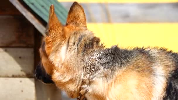 German Shepherd is barking at people. sound - Filmmaterial, Video
