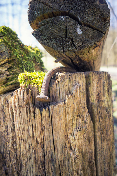 Gebogen en roestige nagel bij een houten plank constructie - Foto, afbeelding