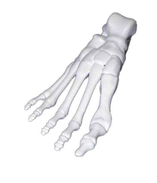 Prototipo bianco dello scheletro del piede umano stampato su stampante 3d su superficie scura. - Foto, immagini