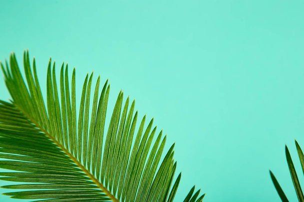 Summer green palm leave background - Фото, изображение
