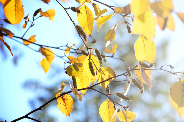 Zářivě žluté podzimní listí břízy slunečním záření. - Fotografie, Obrázek