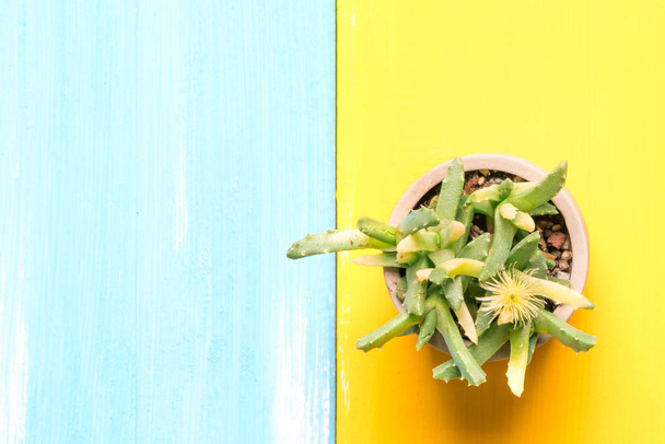 cactus en la vista superior de la olla en los fondos de madera de colores con espacio de copia
 - Foto, imagen
