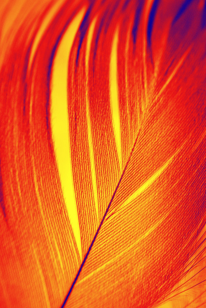 Phoenix feather - Photo, Image