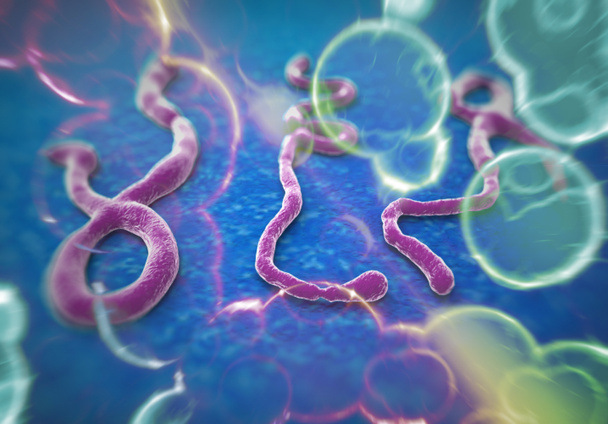 Вирус Эболы
 - Фото, изображение