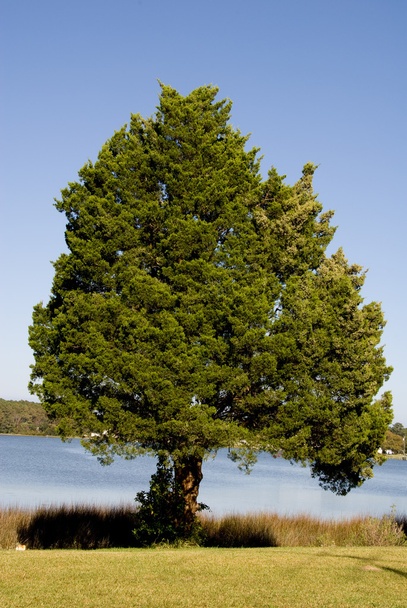 Spruce Trees - Photo, Image