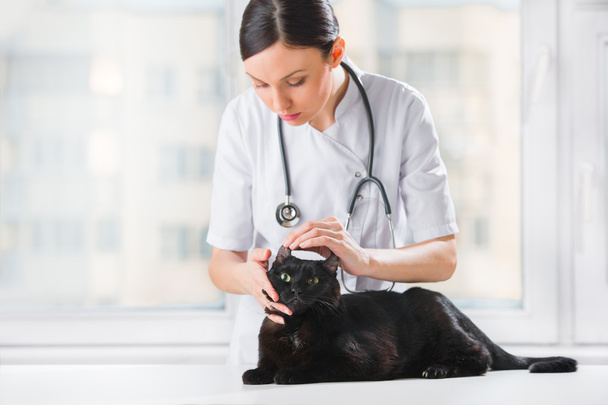 Veterinarian examining ear of a cat while doing checkup - Fotó, kép