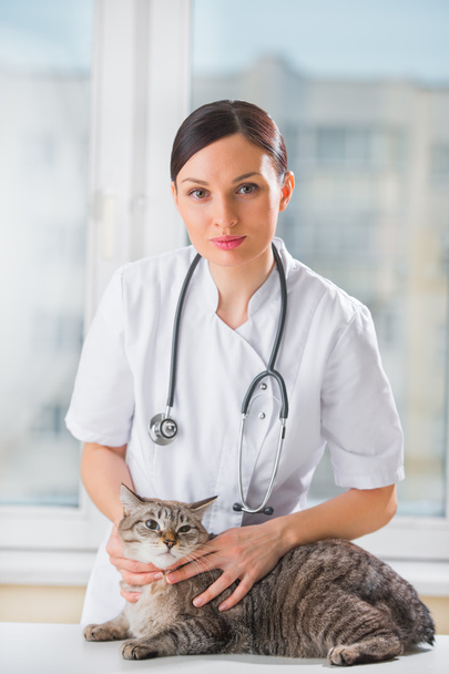 Veterinarian calming a cat at clinic - 写真・画像