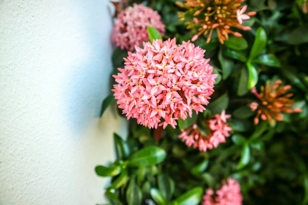 Ixora rózsaszín virág boutique virágzik a kertben, a fal - Fotó, kép