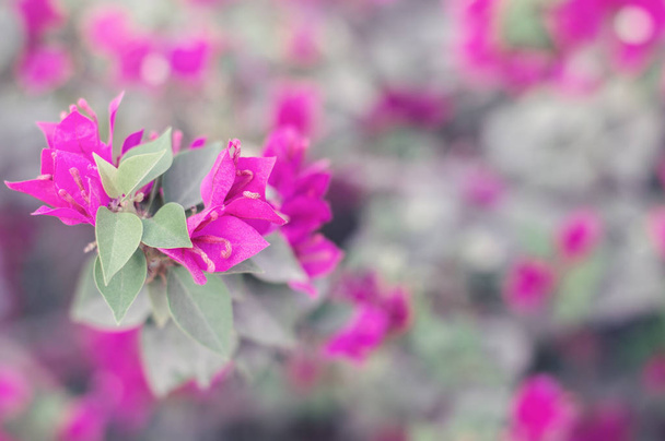 Bougainvillea glabra Blume. Papierblume. Hintergrund mit rosa Blüten, selektiver Fokus. Frühling und Sommerblüte - Foto, Bild