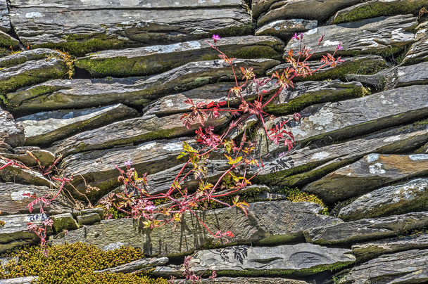 eine kleine Pflanze mit roten Blättern, die neben Moos und anderer Vegetation in den Fugen einer aufgeschichteten Steinmauer im englischen Lake District Nationalpark wächst - Foto, Bild