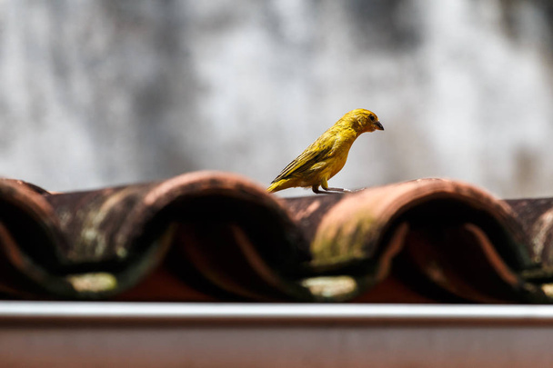 Pinson jaune-vert marchant sur le toit de tuiles coloniales. Fond avec mur moisi dans le flou
. - Photo, image