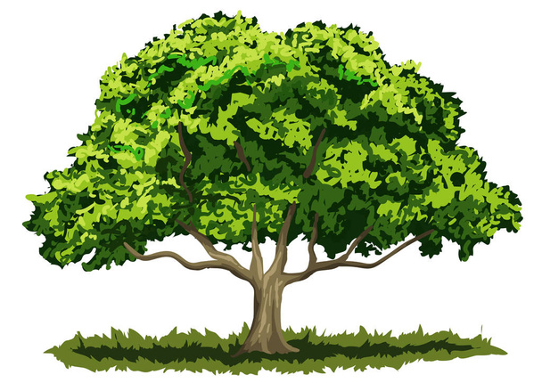 Vector file "Big oak tree" - Vector, Image