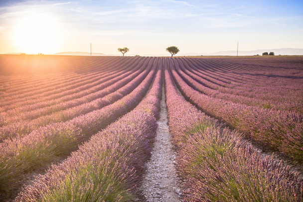 großes Lavendelfeld bei Sonnenuntergang - Foto, Bild