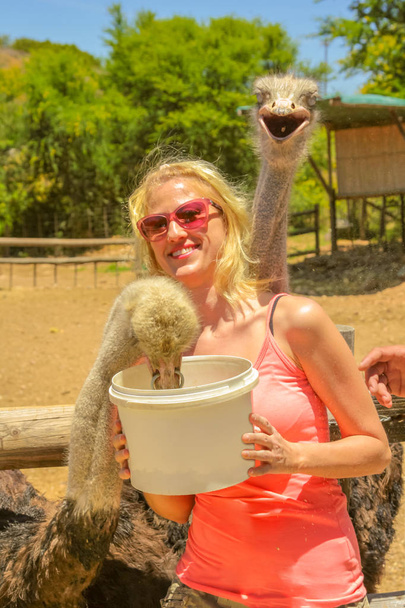 Vrouw voederen struisvogels - Foto, afbeelding