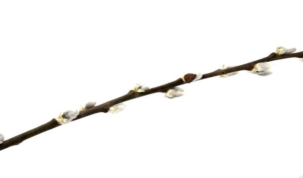 Coño rama aislado en el blanco
 - Foto, imagen