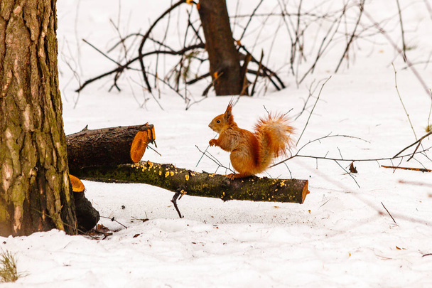 beautiful squirrel on the snow eating a nut - Photo, image
