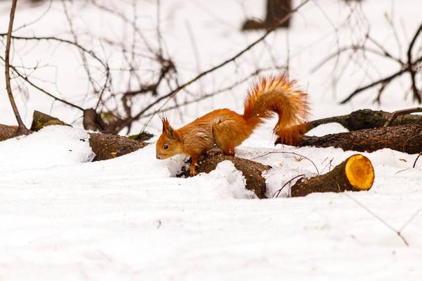 красива білка на снігу їсть горіх
 - Фото, зображення