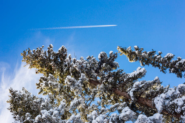 Jet trail, Sunshine and Frozen trees on a winter blue bird day. - Foto, afbeelding