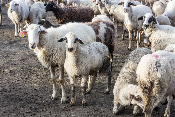 sheep in the farm, close up view - Фото, изображение