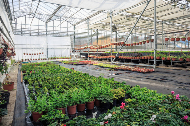 Organic hydroponic ornamental plants cultivation nursery farm. Large modern greenhouse - Photo, Image