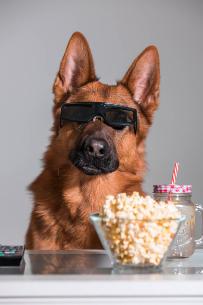 Zabawny ładny pies oglądać film z jego okulary 3d, popcorn i  - Zdjęcie, obraz